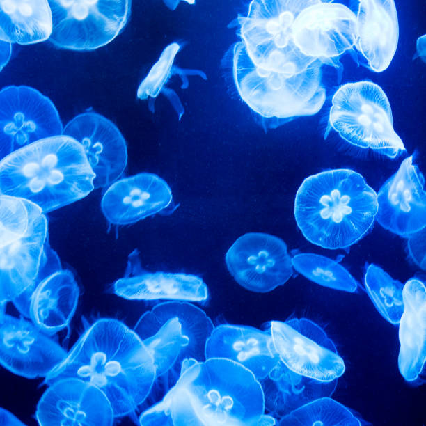 istock Group of translucent jellyfish 1182569170
