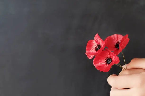 Hand holding red poppy flowers, remembrance day,  Veterans day, lest we forget concept