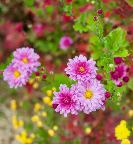 istock Autumn chrysanthemum scenery in Korea 1182570578