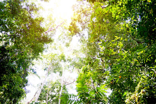 istock Low angle view of forest canopy in springtime 1182570805