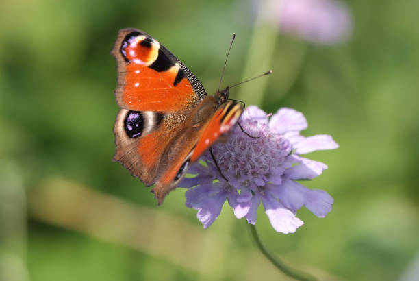 istock Peacock Butterfly on a pale purple flower 1182570890