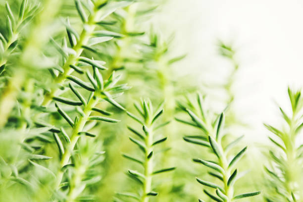 Abstract nature background with evergreen pine shrub