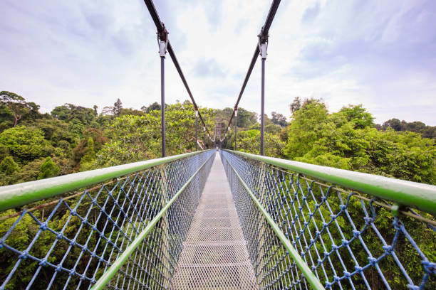 istock Walking over the green trees through a tree top walk in Singapore 1182571844