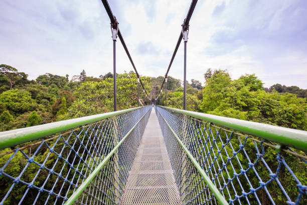 Photo of Walking over the green trees through a tree top walk in Singapore