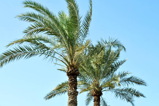 istock Palm-tree in the sunny day 1182573878