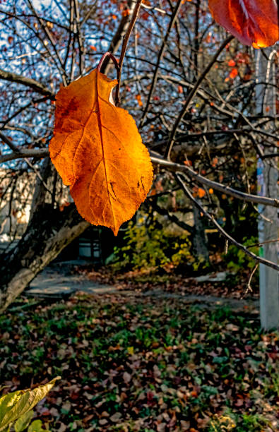 istock orange autumn leaves on a branch illuminated by the sun, macro 1182573928