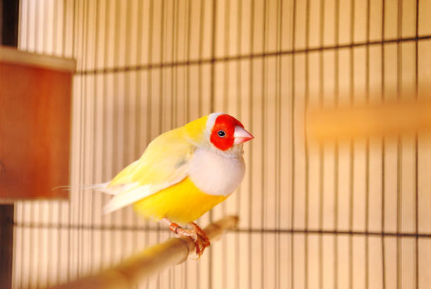 istock Yellow nice finches bird 1182574618