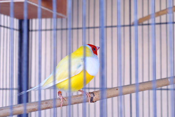 istock Yellow nice finches bird 1182574737