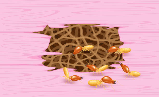 termiten und hölzerne rosa wand, termitnest am holz, graben nest termite und holz zerfallen, textur holz mit nest termite oder weiße ameise, hintergrund beschädigt weißen holz von termit oder weiße ameisen gegessen - ant underground animal nest insect stock-grafiken, -clipart, -cartoons und -symbole