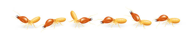 ilustrações de stock, clip art, desenhos animados e ícones de illustration termites walking in line isolated on white background, insect species termite ant eaten wood decay and damaged wooden bite, cartoon termite row clip art, animal type termite or white ants - ant underground animal nest insect