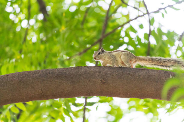 istock A Lovely cute squirrel on a branch of tree 1182577466