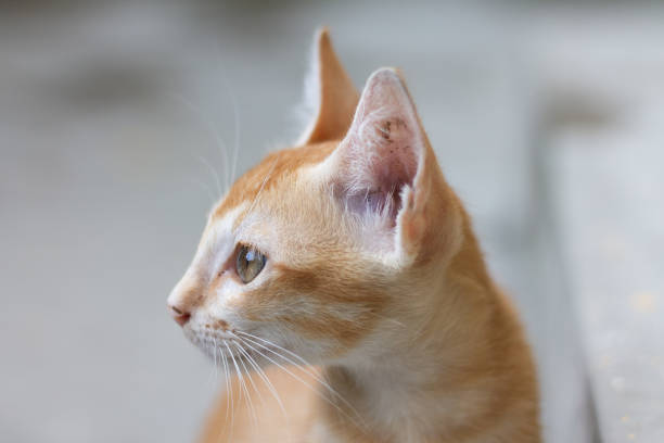 Cat is a adorable pet to have at home. This cute kitten is giving a candid pose.