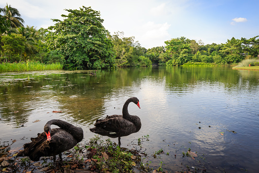 shots of black swans on a lake in forest