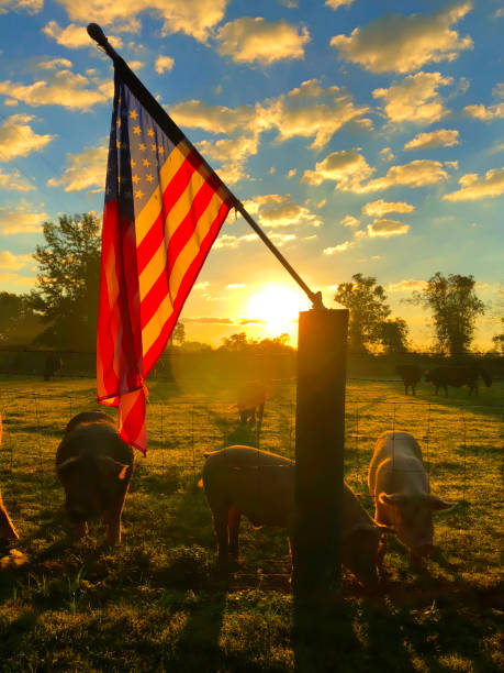 american agriculture sunrise - barbed wire rural scene wooden post fence imagens e fotografias de stock