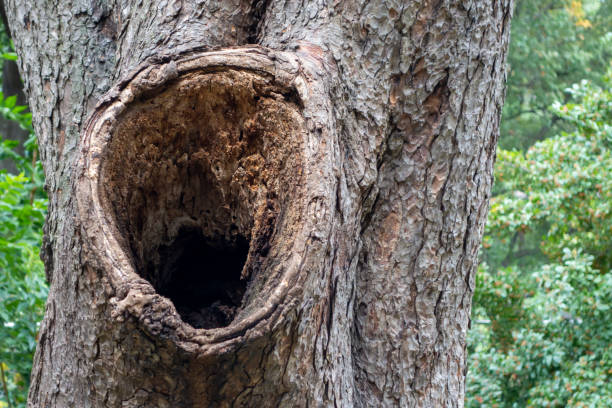 istock big hole nest in a tree trunk close up woods 1182578684