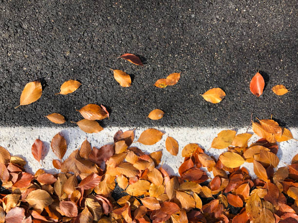 길가의 단풍 - saturated color beech leaf autumn leaf 뉴스 사진 이미지