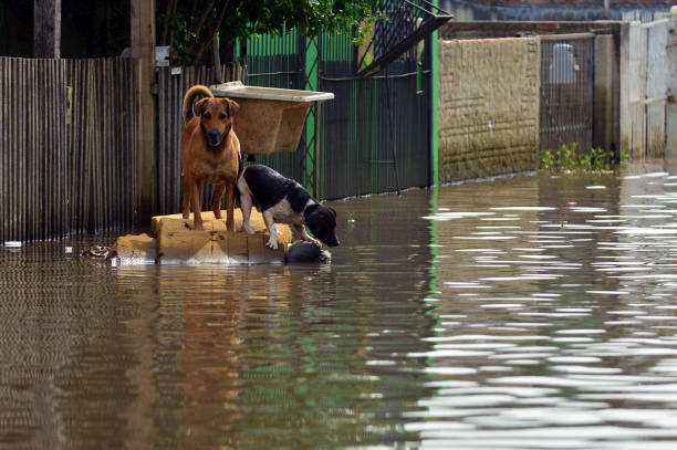 500 Animal Rain Shelter Stock Photos, Pictures & Royalty-Free Images - iStock 500 Animal Rain Shelter Stock Photos, Pictures & Royalty-Free Images - iStock