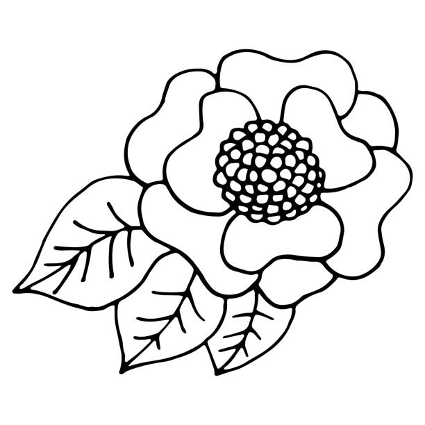 Ilustración de Hojas Ornamentales Y Flores En Estilo Doodle Ilustraciones Dibujadas A Mano Sobre Fondo Blanco Siluetas Negras Elegantes Elementos Florales Postales De Decoración Revistas Sitio Libros y más Vectores Libres de Ilustración de Hojas Ornamentales Y Flores En Estilo Doodle Ilustraciones Dibujadas A Mano Sobre Fondo Blanco Siluetas Negras Elegantes Elementos Florales Postales De Decoración Revistas Sitio Libros y más Vectores Libres de