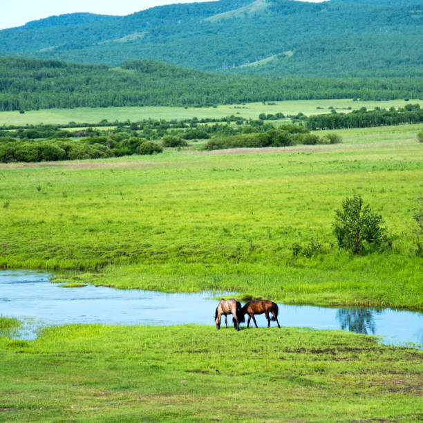 Brown horses on a bank