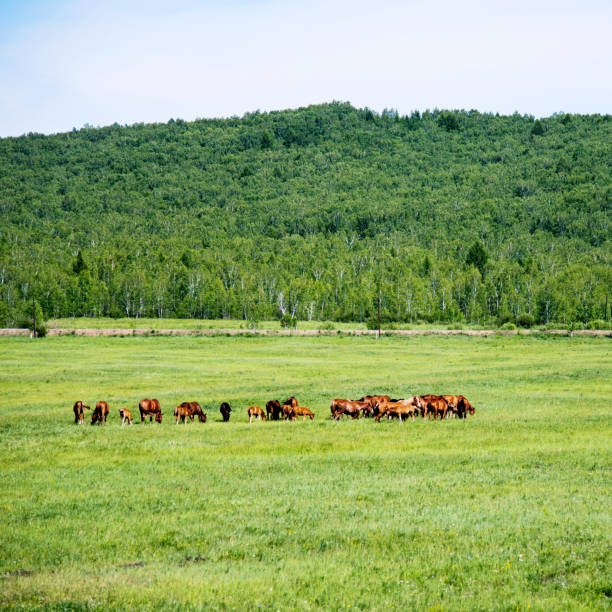 istock Horses grazing in green pastures 1182585319