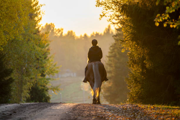 reiterin reitet im herbst auf landstraße - western europe fotos stock-fotos und bilder