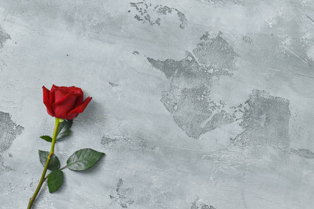 istock Red roses lie on a textured light background. Space for your text 1182586382