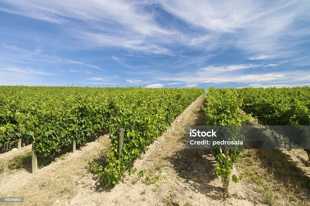 vineyard  Agricultural Field Stock Photo