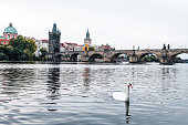 Swans in  Vltava river and Charles Bridge in Prague in Czech Republic