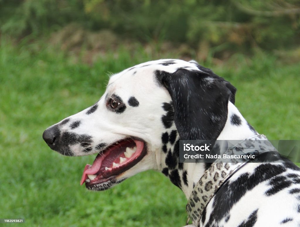 Portrait of beautiful Dalmatian dog breathing with mouth Animal Stock Photo