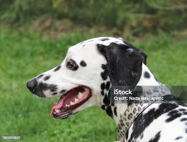 Portrait Of Beautiful Dalmatian Dog Breathing With Mouth Stock Photo - Download Image Now