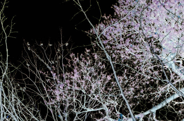 istock Trees and tree branches in the fall, without leaves. White silhouette on a black background. Autumn nature 1182595249