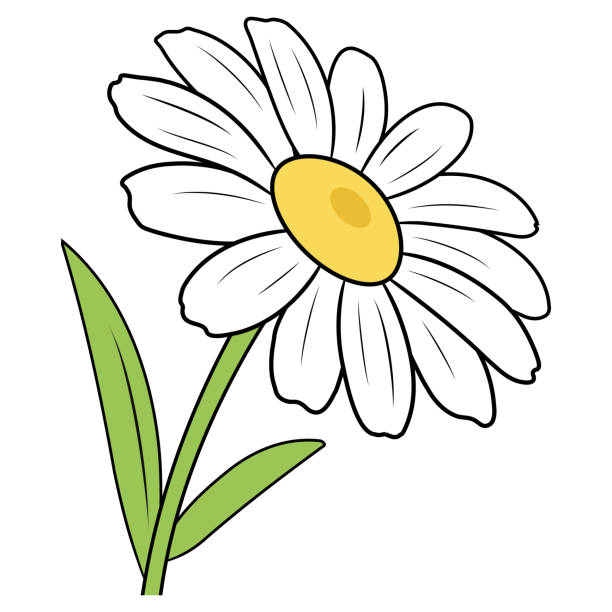 553 Cartoon Of Single Daisy Flower Illustrations & Clip Art - iStock