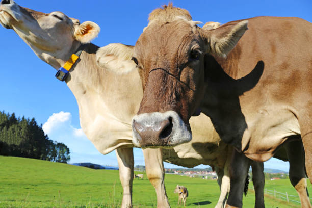 istock Brown cows on the meadow 1182598161