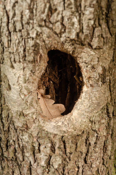 istock Hollow in the tree. Hole with dry oak leaf in tree trunk 1182598247