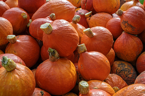 Heap of red kuri squash pumpkins at a farmers market, autumn vegetable for halloween and thanksgiving, full frame background with copy space, selected focus, narrow depth of field