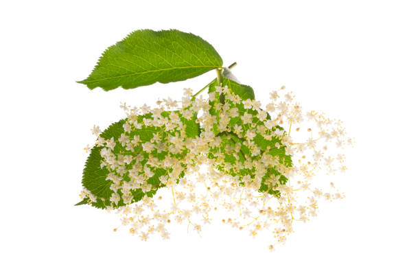 istock Elderberry flowers isolated 1182600716