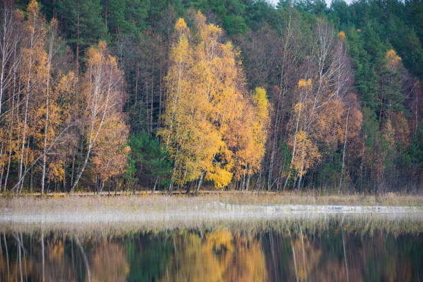 istock Autumn in Lithuanian forests 1182601782