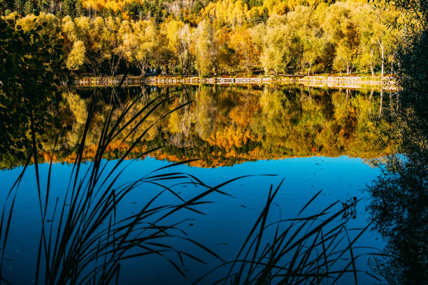 istock Forest and Lake in Autumn Colors 1182602098