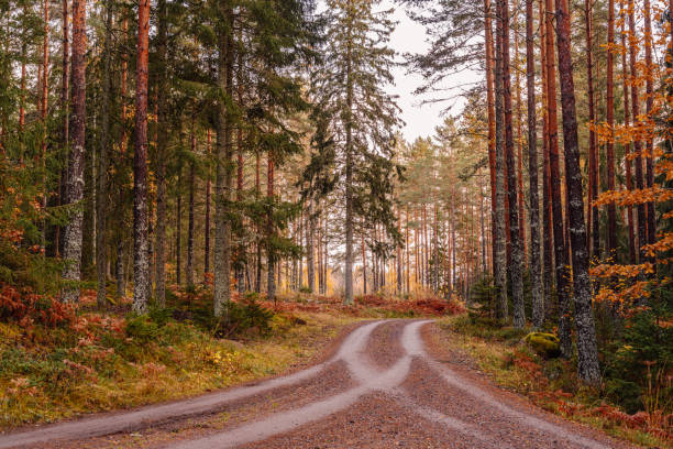 Rural road in the forest nature landscape\nPhoto taken in autumn