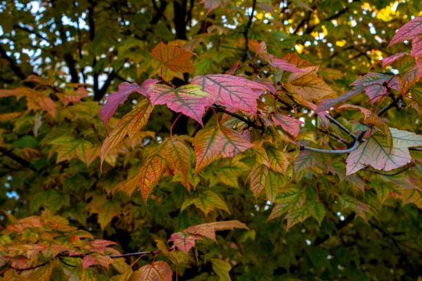 istock Beautiful fall leaves changing colors in autumn 1182603381