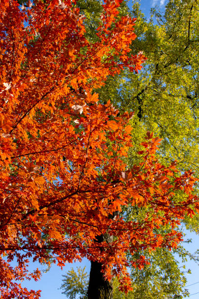 istock Leaves changing colors on beautiful trees 1182603384