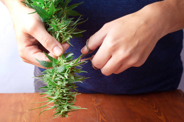 istock processing marijuana raw materials for store sales,trimming leaves and sorting cannabis buds after harvest ,illegal trimmer works in the USA for the processing of hemp drugs close-up 1182603409