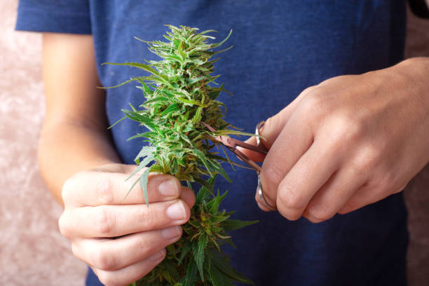 processing marijuana raw materials for store sales,trimming leaves and sorting cannabis buds after harvest ,illegal trimmer works in the USA for the processing of hemp drugs close-up