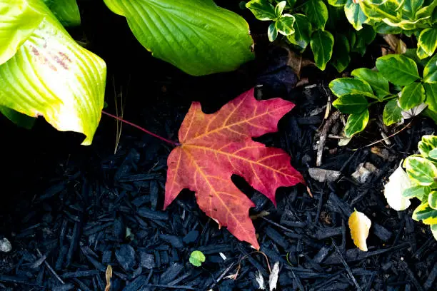 Lone red maple leaf on the ground on a fall day in Toronto