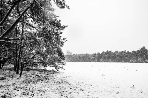 istock Snowy winter landscape during a cold winter day with fresh snowfall 1182604176