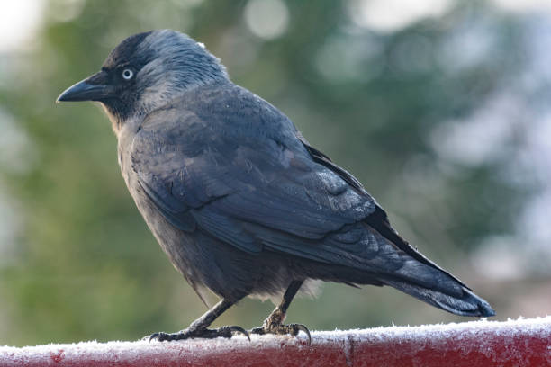 istock Western jackdaw (Coloeus monedula) sitting on a snowy fence during winter. 1182604253