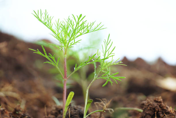 istock Close up small plant growth up on the ground 1182604257