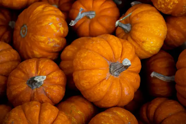 Small pumpkins gathered in a basket