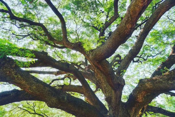 istock Branch of big tree on sunny background 1182604417