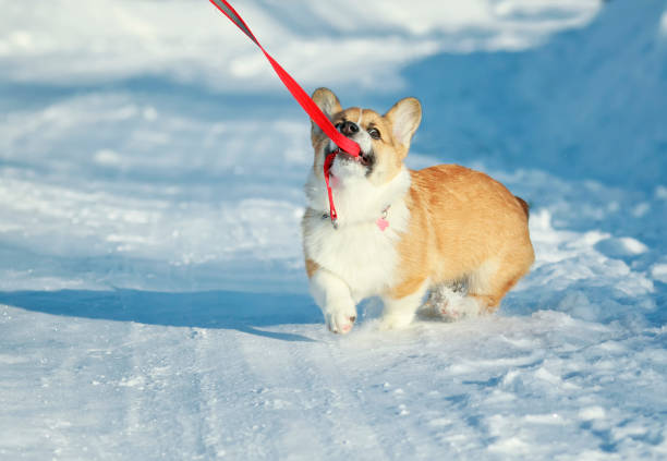 freche niedliche ingwer welpen hund corgi geht im weißen schnee auf der straße im park im winter und zieht die leine mit den zähnen - snow park road cold stock-fotos und bilder